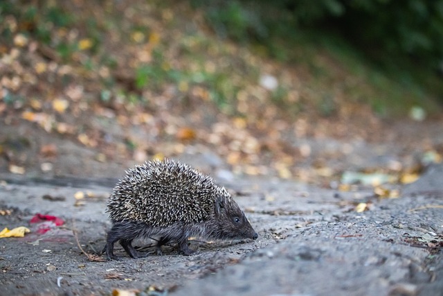 对家乡的情 对家乡的情